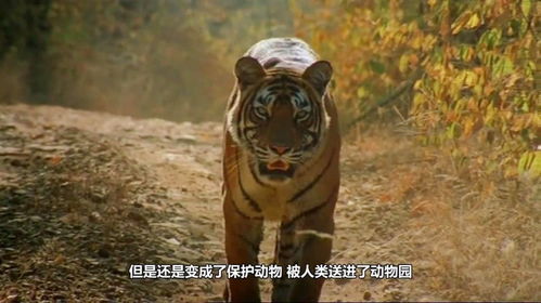 骑虎难下百度百科 骑虎难下，一部值得一看的短剧免费观看指南 