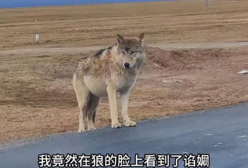 可可西里，生态平衡的微妙较量，藏羚羊盗猎事件与网红狼的驱赶