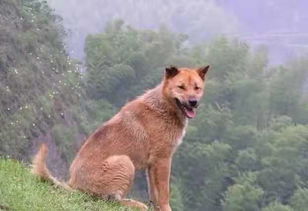 免费观看土狗短剧系列