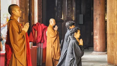 出家师父的智慧之旅，免费观看的短剧