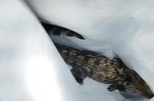 河南湖中惊现小鳄鱼，生态变迁下的新奇探索？