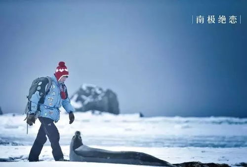 南极之恋，冰川浪漫与挑战的短剧之旅