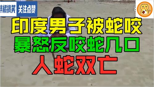印度男子遭遇蛇咬，反咬三口，人与自然的惊险对决