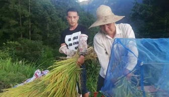免费观看，村长夫人的乡村故事