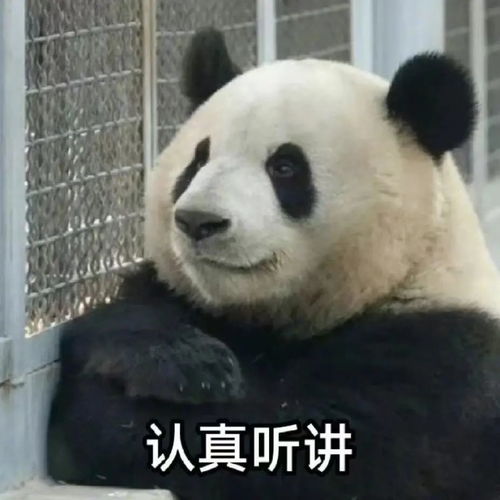 免费观看，流氓熊猫轻松幽默短剧，乐趣无穷