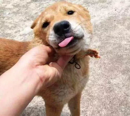 热血土狗，免费短剧的魅力与观看指南