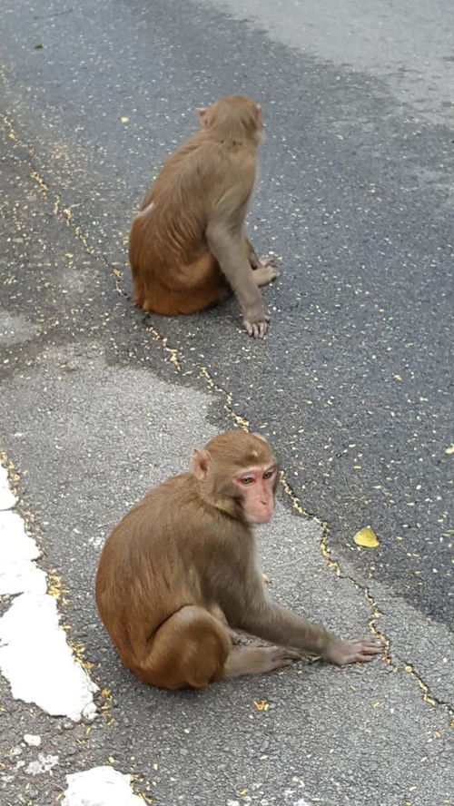 灵猫短剧，免费观看，下山之旅精彩纷呈