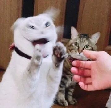 花猫短剧剧场，免费观看，乐趣无穷