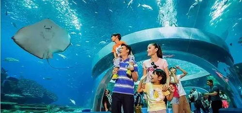 奇幻海洋短剧，免费视觉盛宴的饕餮之旅