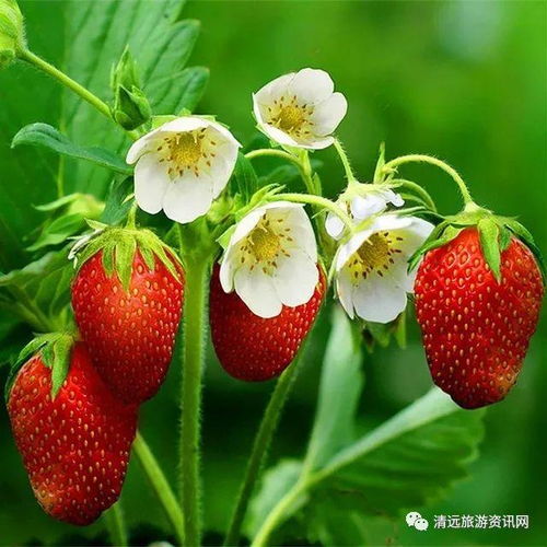 小草莓短剧，免费观看，乐趣无边界