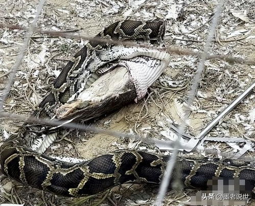 养殖场大蟒蛇产卵八枚引关注