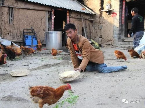 父子养鸡日常，一部温馨的短剧