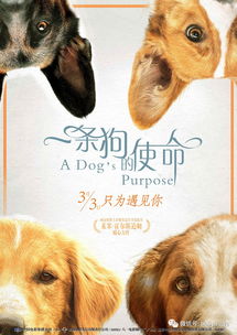 拾犬之缘，一部温馨感人的短剧