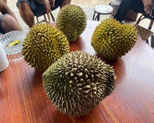 榴莲短剧免费观看，探索影视新体验
