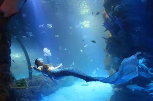 海洋之心，探索海洋的魅力与故事小短剧免费观看