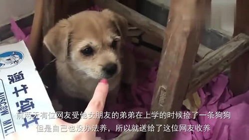 《后宫风云录》，土狗小狐狸短剧，免费观看与深度解读，土狗小狐狸短剧免费观看高清