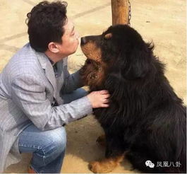 《休夫后，她名动京城》，幼犬可爱短剧，在线观看免费的温馨魅力，幼犬可爱短剧在线观看免费视频