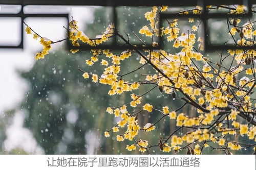 《梅花香自苦寒来》短剧在线观看，一胎双宝，夫人拒不复婚（97集）剧情深度解析与感悟短剧在线观看，一胎双宝夫人拒不复婚97集短剧在线观看