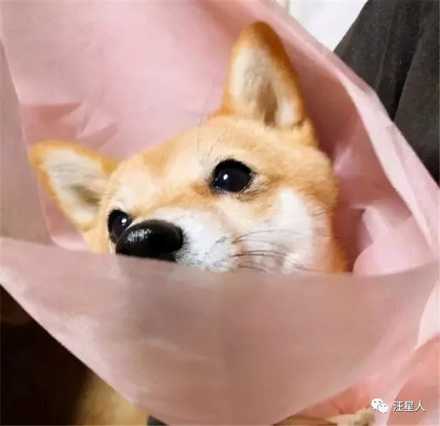 《我刚一胎六宝，你说你十代单传$宫总，你家六宝又拆家了》短剧在线观看，离婚后，前妻跪求复合（上）短剧在线观看，离婚后前妻求复合小说短剧在线观看