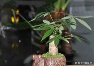 亿万发财树（85集）_亿万财富才开头是什么意思