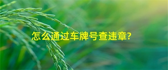 交通违章查询app下载安装,交通违章查询手机版