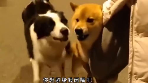 狗仗人势短剧免费观看