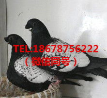 免费观看高清精选，鸽子短剧推荐