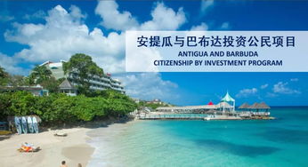 青龙出海，免费短剧的绝佳选择