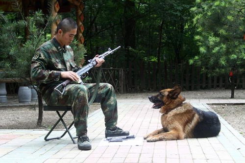 情感与忠诚的交织，爱情军犬——一部免费短剧探索情感之深邃