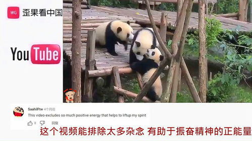 暴走熊猫免费短剧，乐趣无边界