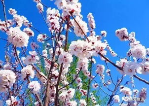 2023年免费短剧，繁花盛开下的魅力