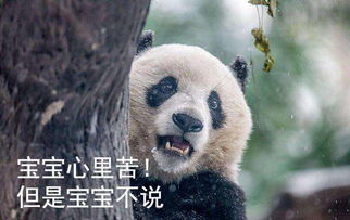 熊猫爆笑短剧，免费观看，笑到肚子疼！