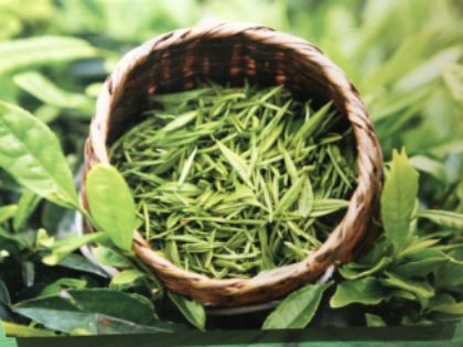 免费观看，绿茶盛宴短剧