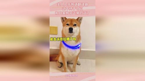 免费观看神医狗子精彩世界