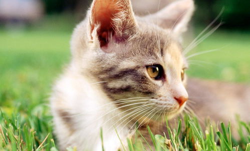 小猫陪伴下的治愈时光，免费观看短剧，温馨生活乐趣多