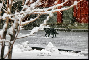 穿越风雪，免费欣赏精彩短剧