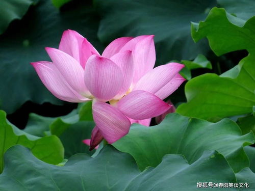 人生无悔，短剧免费观看的启示与价值