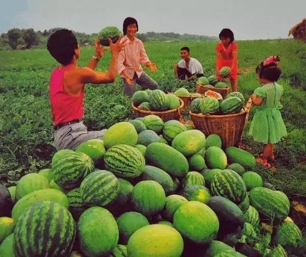 夏日消遣新选择，免费观看西瓜剧情短剧