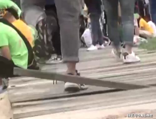 短剧更新达人，免费观看的全新体验之旅