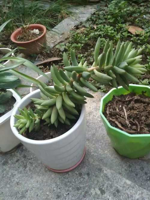植物哥哥，探索绿色世界的魅力短剧免费观看