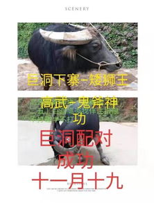 徒手宰牛，震撼免费短剧，不容错过！