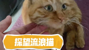 免费观看橘子猫短剧原声，视听盛宴的开启
