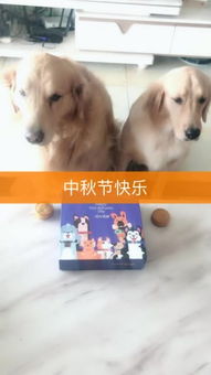 二狗直播短剧，免费尽享精彩世界
