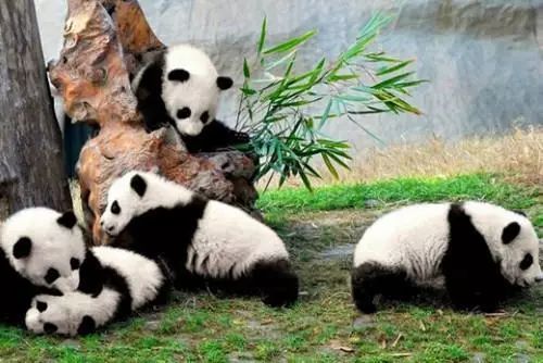 免费观看短剧版功夫熊猫，精彩瞬间不容错过！