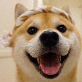 犬系男友，独特爱情故事之探索