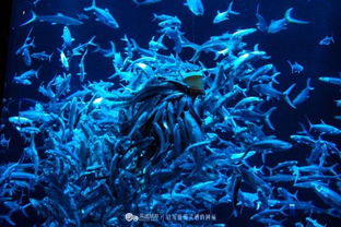 钓龙75免费观看，神秘水族世界的精彩之旅