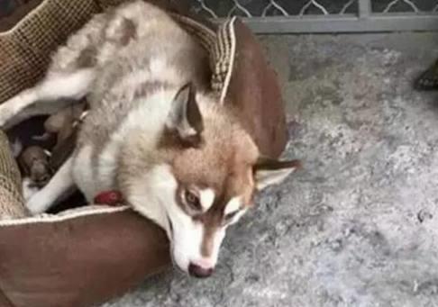 土狗情缘，甜蜜短剧免费观看