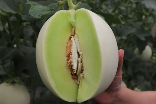 重生甜蜜时光，免费观看的超甜短剧