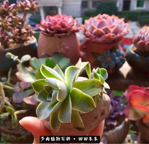 盛放的玫瑰，免费观看的短剧