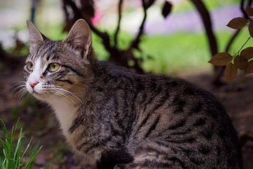 流浪猫的温暖之旅，免费观看捡到流浪猫的短剧
